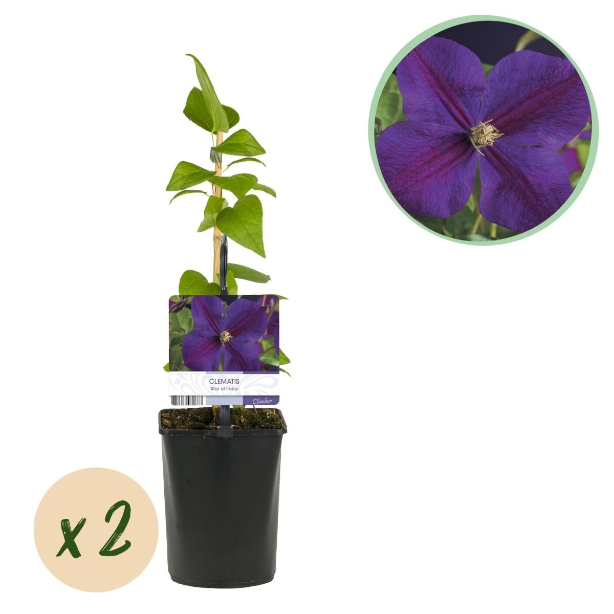 Clematis &