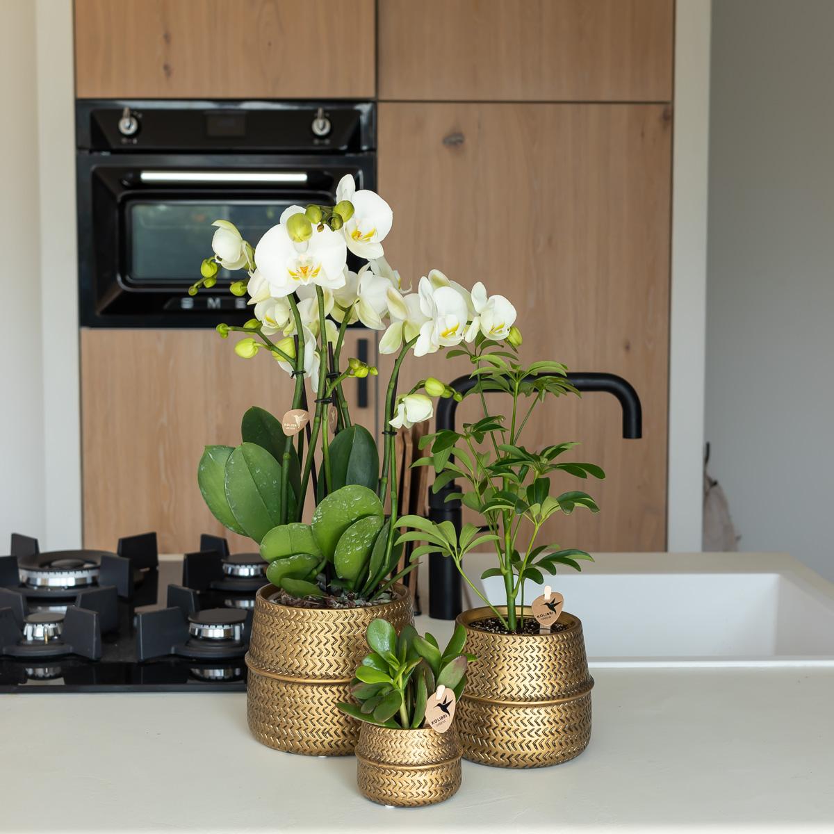 Groove Blumentopf - Goldener Keramik - Topf - Ø 6 cm - Wurzelwerk Design