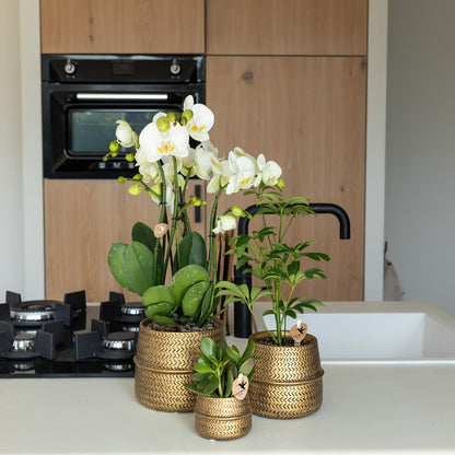 Groove Blumentopf - Goldener Keramik - Topf - Ø 6 cm - Wurzelwerk Design
