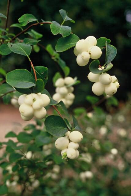 24x Symphoricarpos ch. &