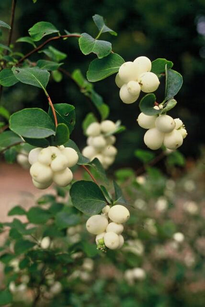 24x Symphoricarpos ch. &