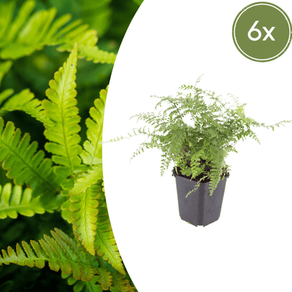 6x Polystichum set. ‘Herrenhausen’ - Höhe 10 - 25 cm - Ø 9 cm - Wurzelwerk Design