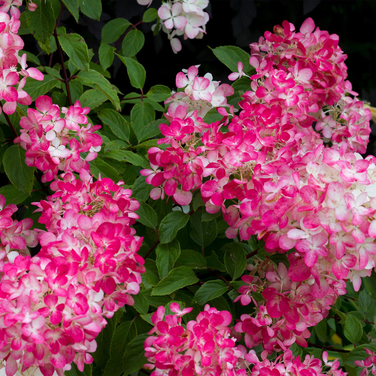 Rispenhortensie Hydrangea panniculata Pink Diamond in Blüte, rosa und weiß, Topf, 50cm hoch, Laubabwerfend, große Blüten.