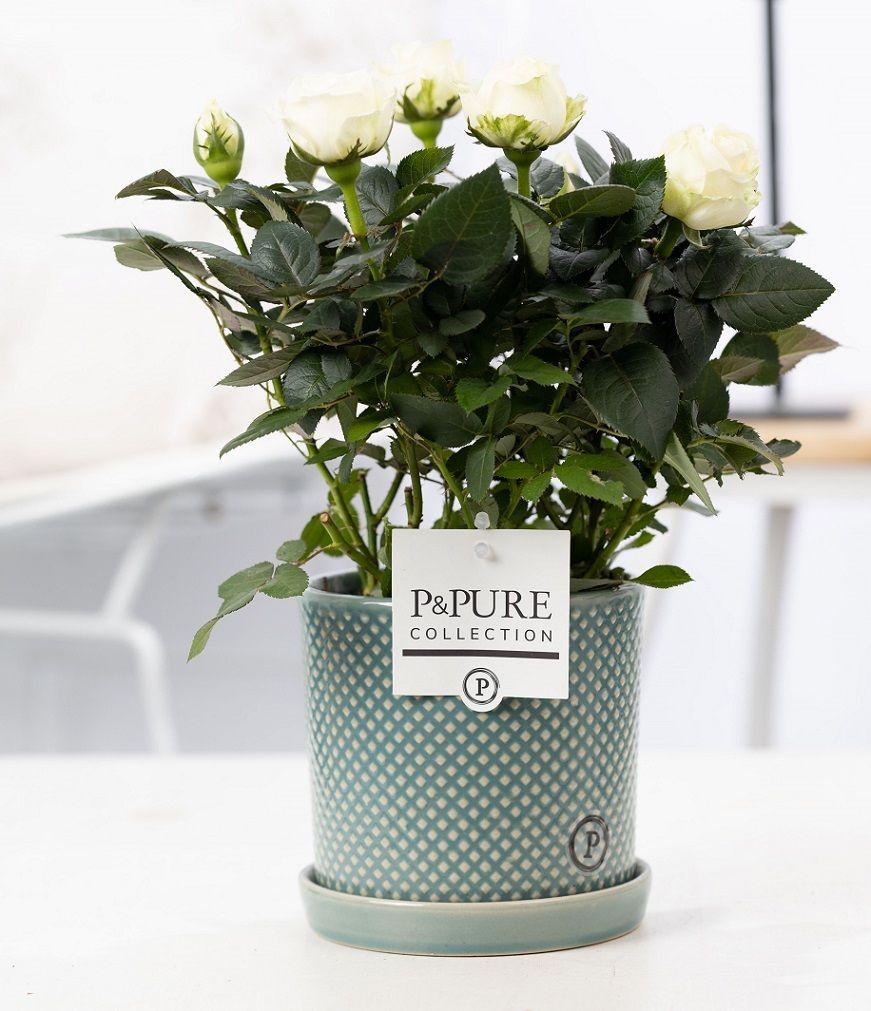 Rosa White in P&amp;PURE Lauren Ceramics - Ø 12 cm - Höhe 30 cm - Wurzelwerk Design