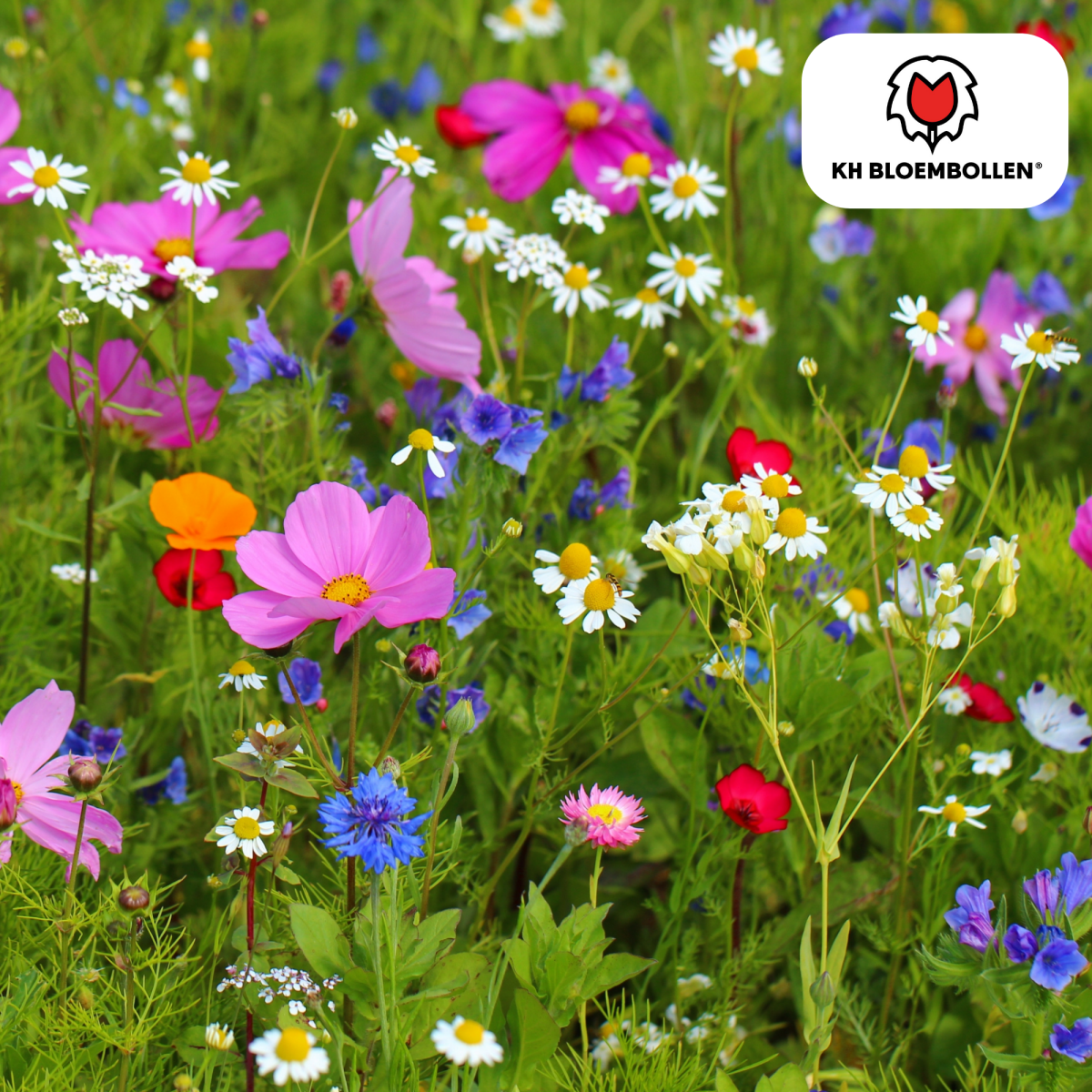 Wildblumensamenmischung – 100 g | Bienenfreundlich &amp; heimisch - Wurzelwerk Design