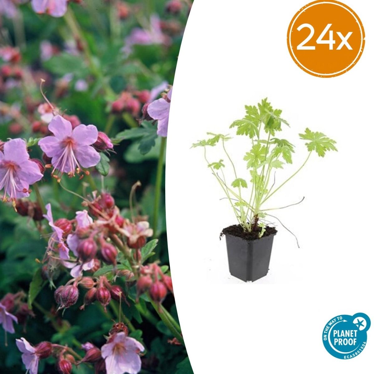 24x Geranium macrorrhizum – Immergrüner Bodendecker für Garten &amp; Hang - Wurzelwerk Design