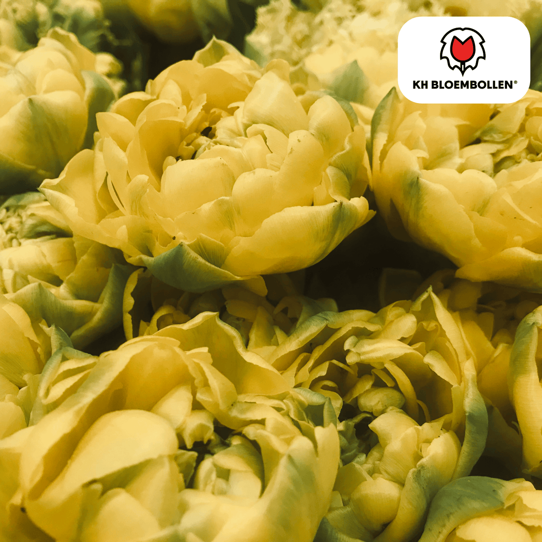 Tulpenzwiebeln Avantgarde – 20er-Pack | Dunkelrot &amp; elegant