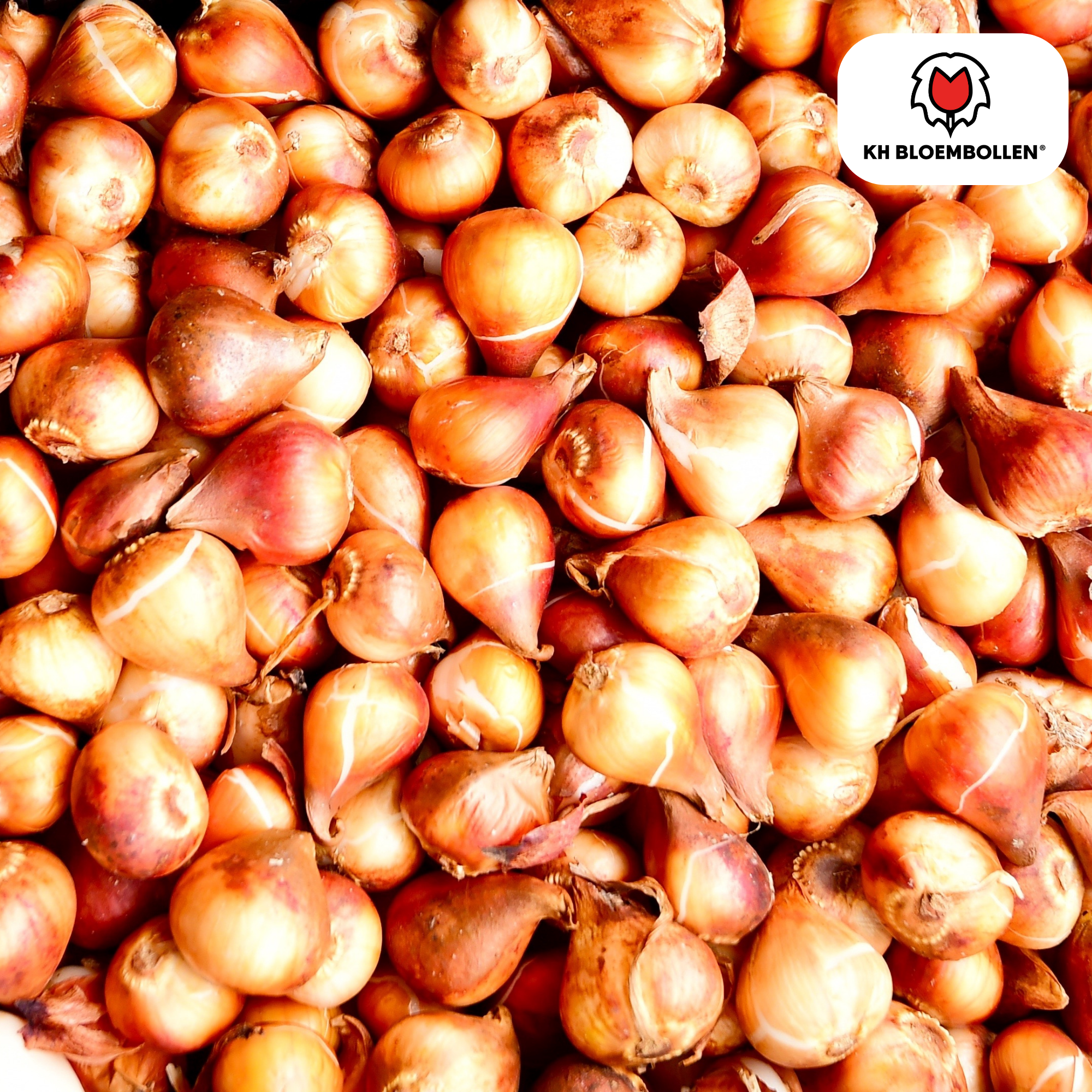 Tulpenzwiebeln Ile de France – 20er-Pack | Kräftig Rot &amp; Elegant