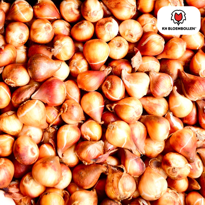 Tulpenzwiebeln Ile de France – 20er-Pack | Kräftig Rot &amp; Elegant