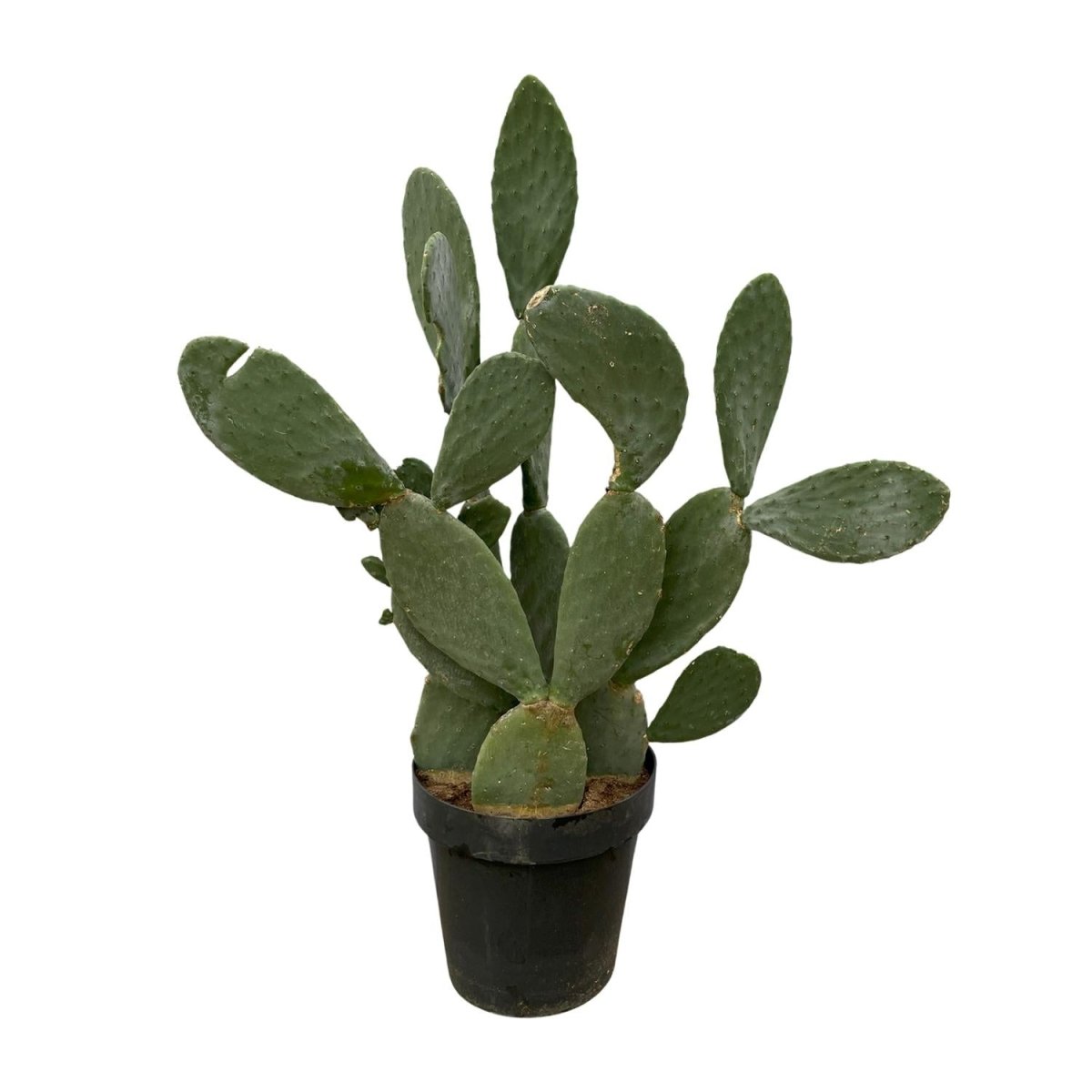 Opuntia Ficus Indica – Robuster Feigenkaktus für Sonne &amp; Garten - Wurzelwerk Design