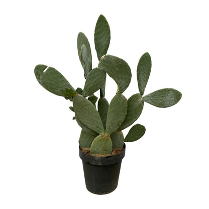 Opuntia Ficus Indica – Robuster Feigenkaktus für Sonne &amp; Garten - Wurzelwerk Design