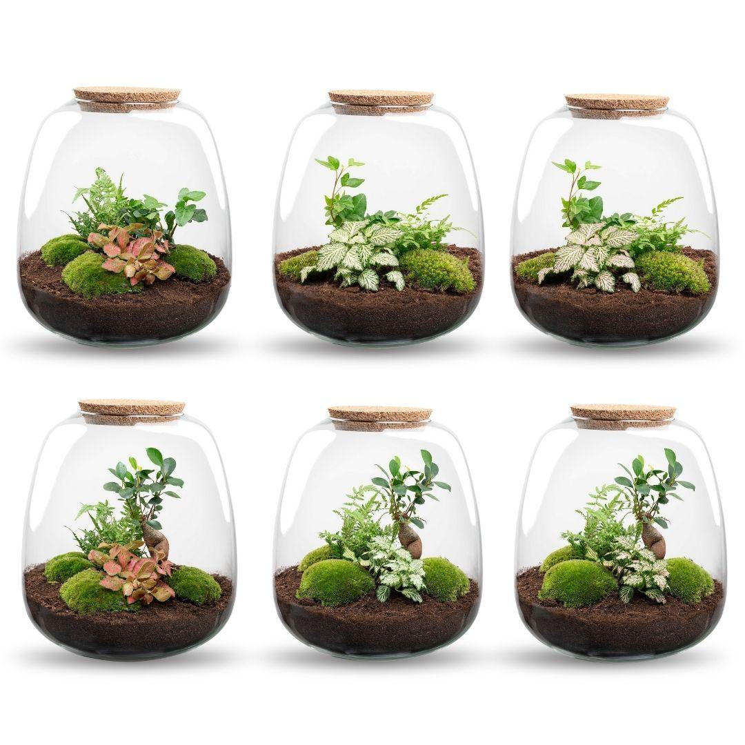 Everspring Pflanzenterrarium Emma Bausatz, 25 cm Durchmesser, weißes Hedera-Design, quadratische Form, für Pflanzen und Dekoration