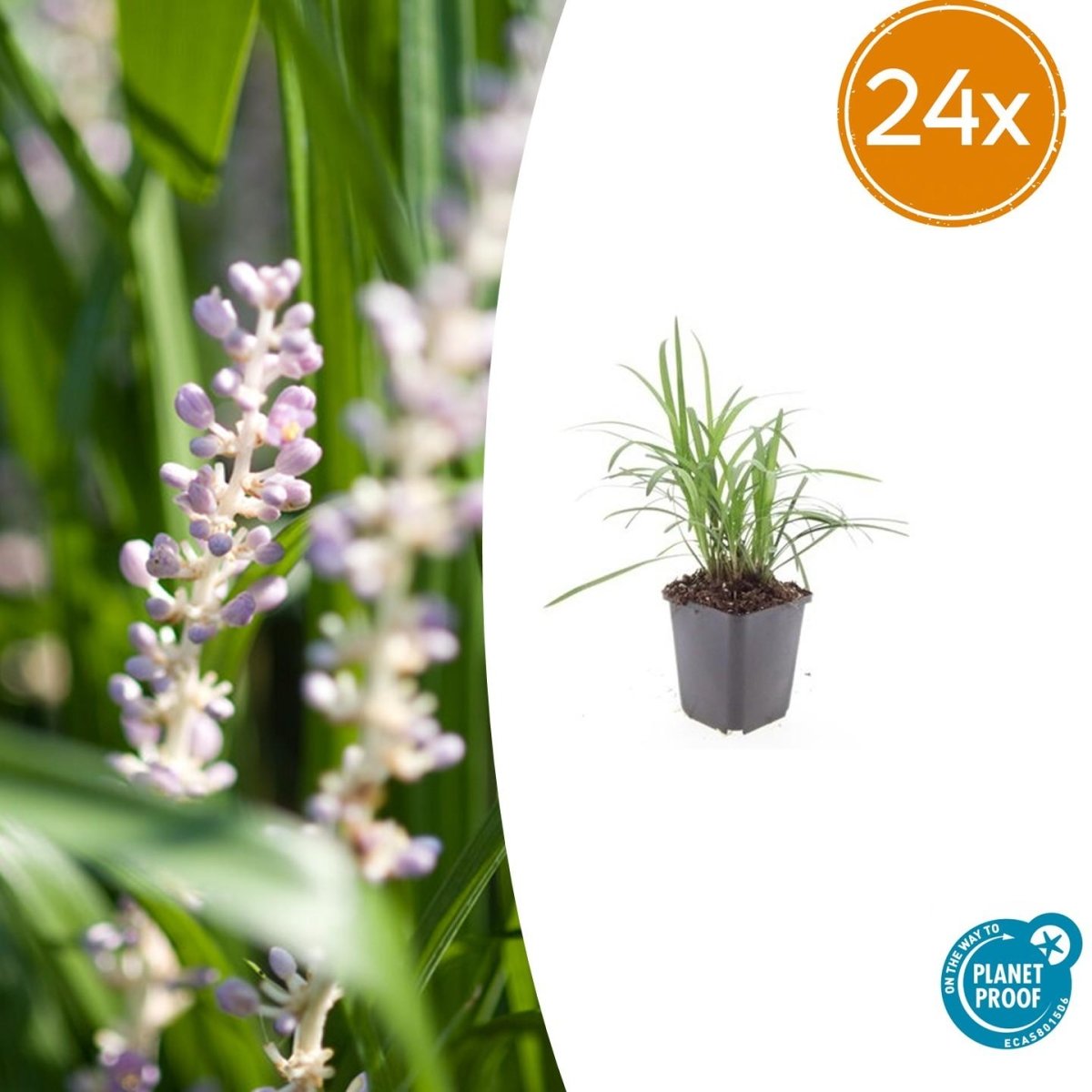 24x Liriope muscari ‘Monroe White’ - Höhe 10 - 25 cm - Ø 9 cm - Wurzelwerk Design