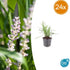 24x Liriope muscari ‘Monroe White’ - Höhe 10 - 25 cm - Ø 9 cm - Wurzelwerk Design