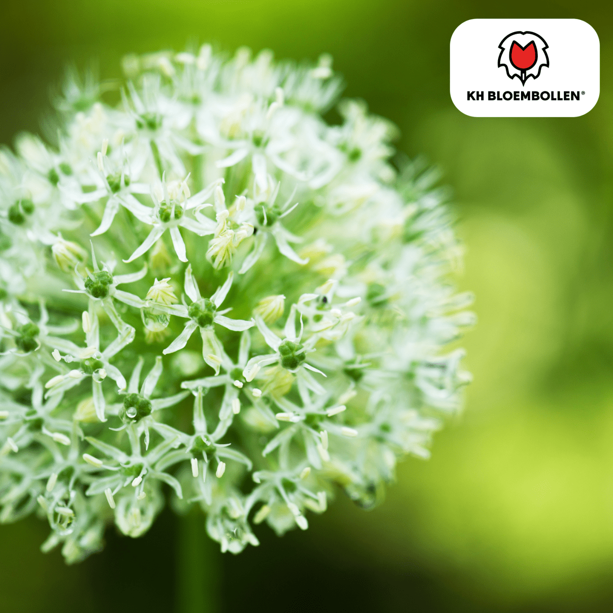 Allium White Giant – 5 Stück | Weißer Zierlauch in XL - Wurzelwerk Design