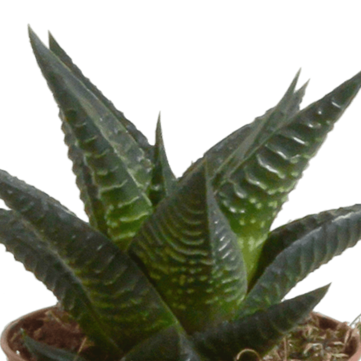 Fünf Everspring Gasteria und Haworthia Pflanzen in Terracotta-Töpfen, Durchmesser ca. 5,5 cm, grüne Sukkulenten, Nahaufnahme