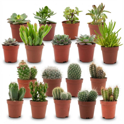 Mini Kakteen und Sukkulenten Mix von Everspring, 18 kleine Pflanzen, Durchmesser 5,5 cm, Höhe 5-10 cm, für Topf- oder Dekorationsideen