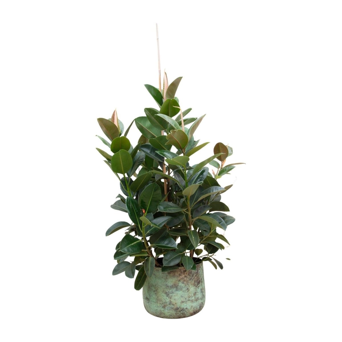 Ficus Elastica Robusta – Eleganter Gummibaum auf Stamm - Wurzelwerk Design