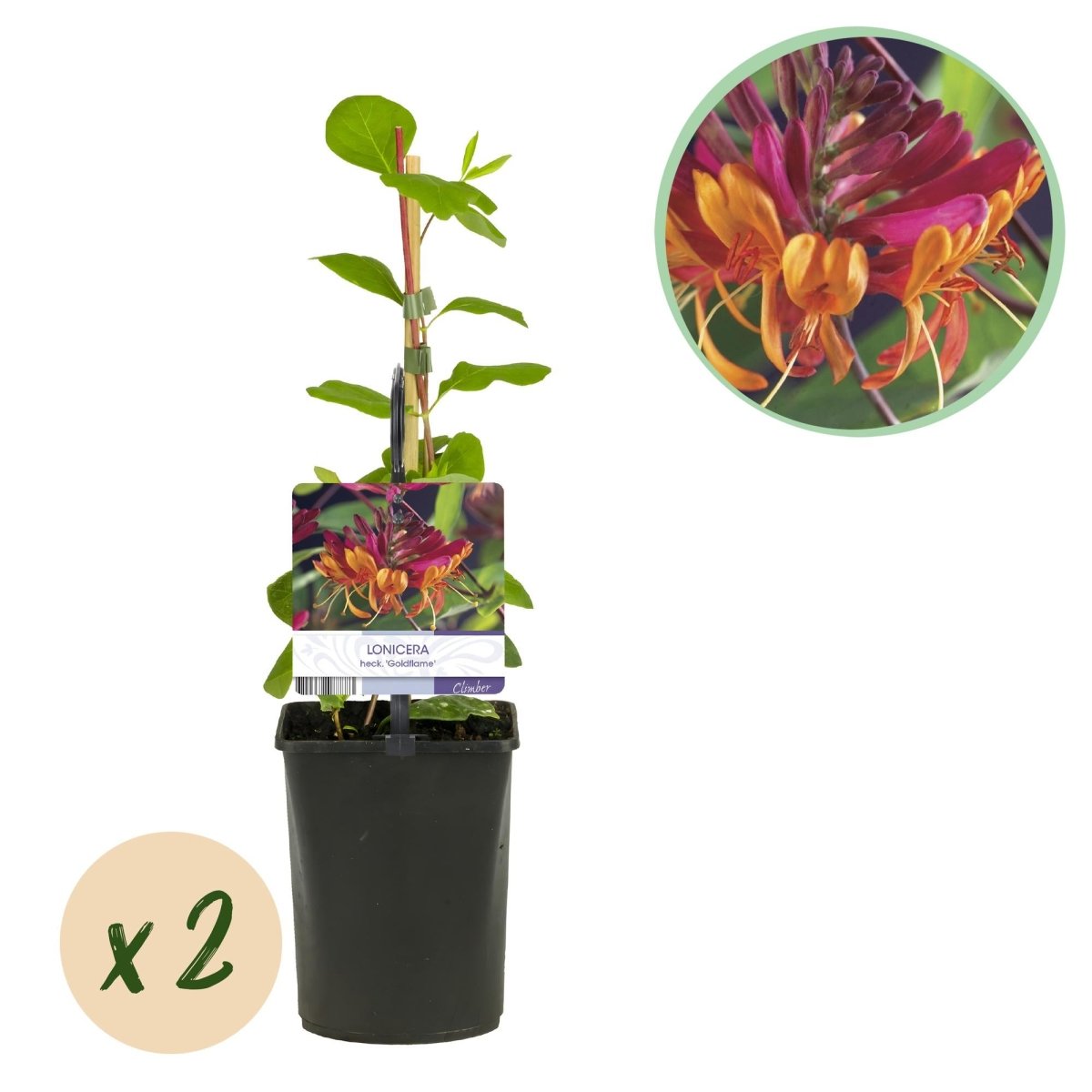 Lonicera heckrottii &