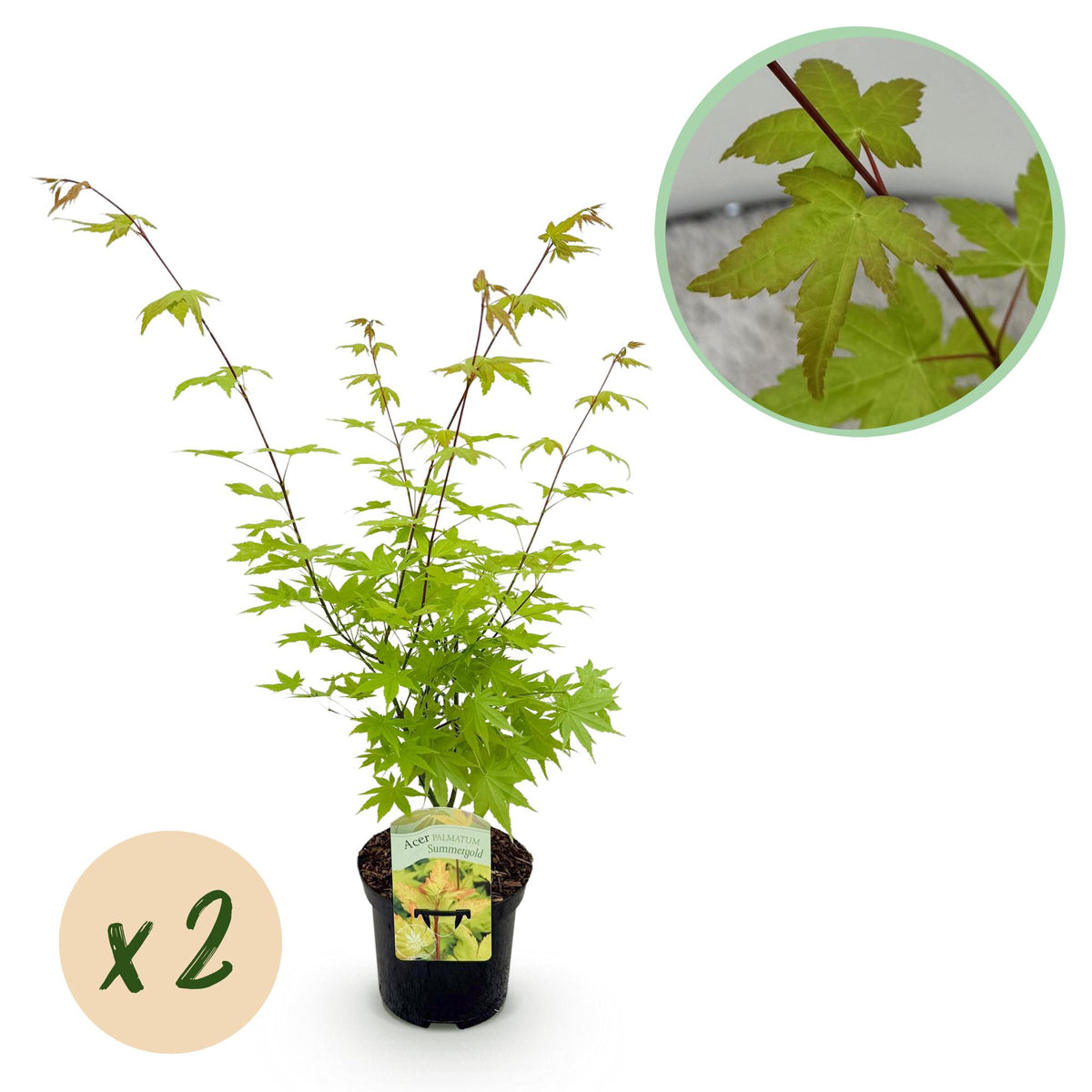 Zwei japanische Ahorn Acer palmatum Summergold mit gelbem Laub, topf 19cm, Höhe 70cm, laubabwerfend, von Everspring