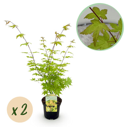 Zwei japanische Ahorn Acer palmatum Summergold mit gelbem Laub, topf 19cm, Höhe 70cm, laubabwerfend, von Everspring