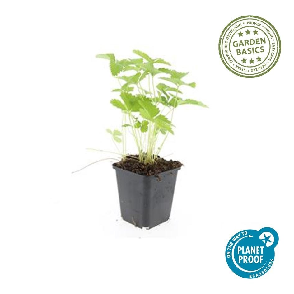 24x Fragaria vesca – Wald - Erdbeere für Garten &amp; Beet – Höhe 10–25 cm – Ø 9 cm Topf - Wurzelwerk Design