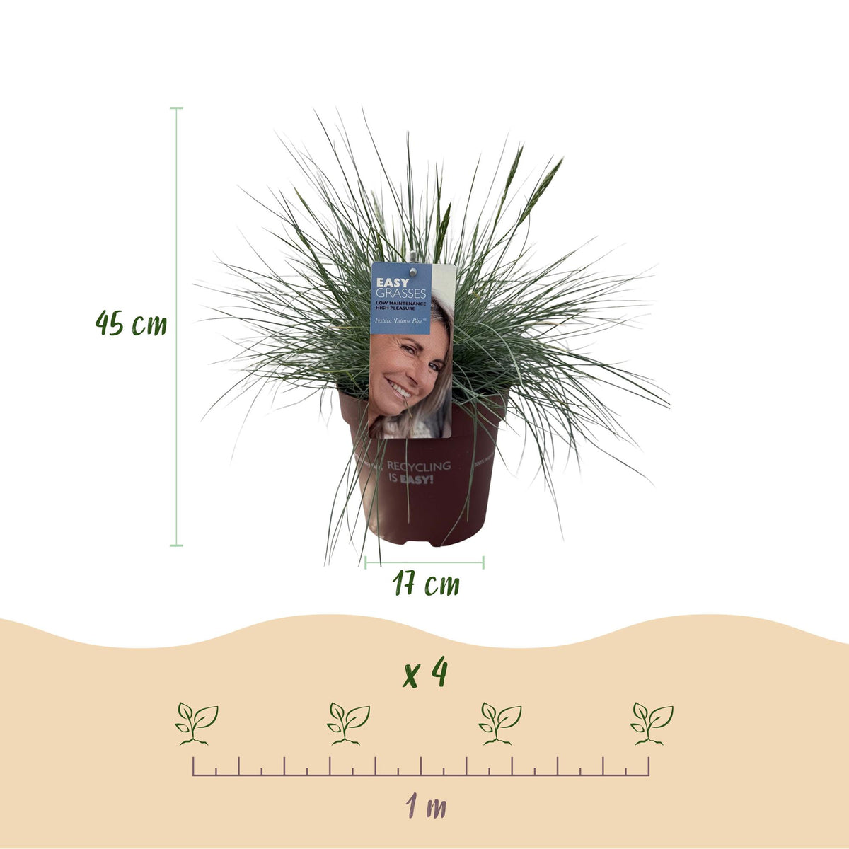 Zwei Everspring GreenboutiQ Festuca glauca Intense Blue Ziergräser in Töpfen, immergrün, ca. 50cm hoch, pflegeleicht.