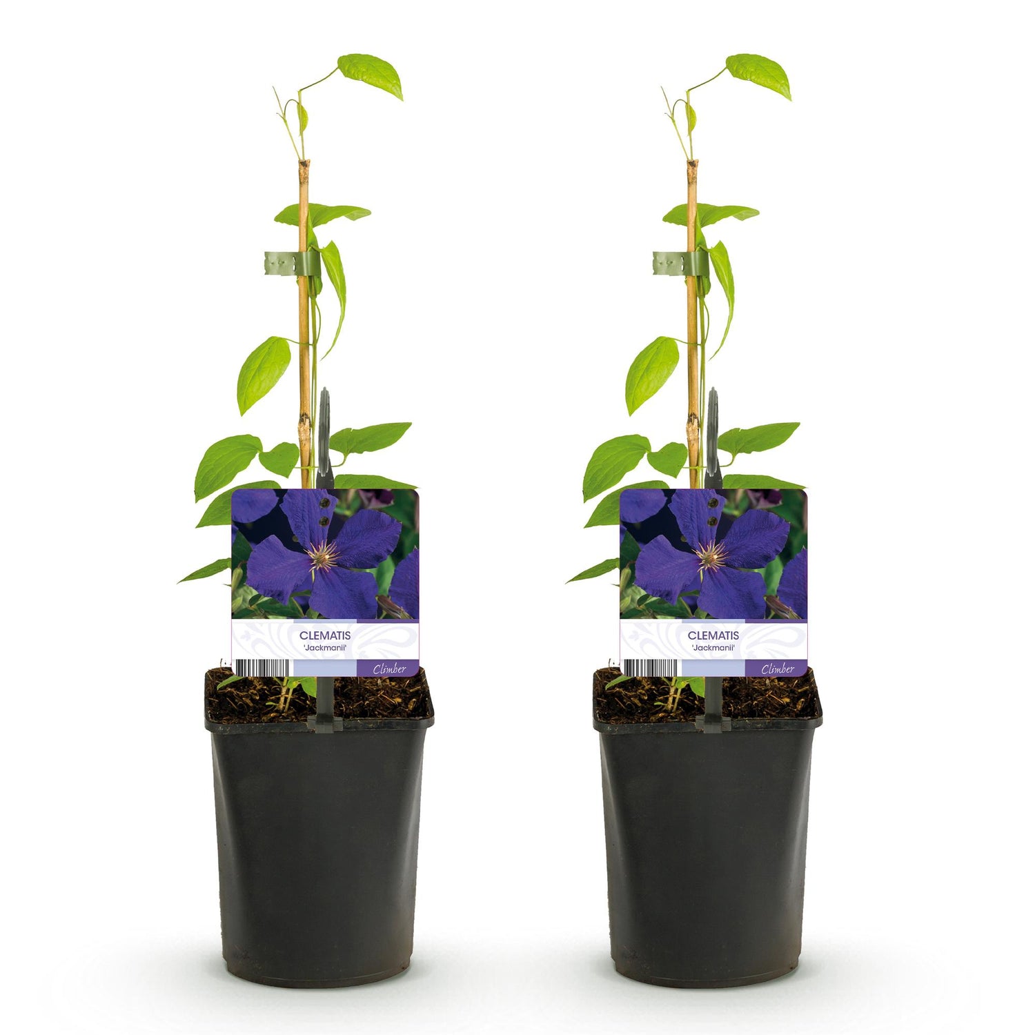 Clematis ‘Jackmanii&