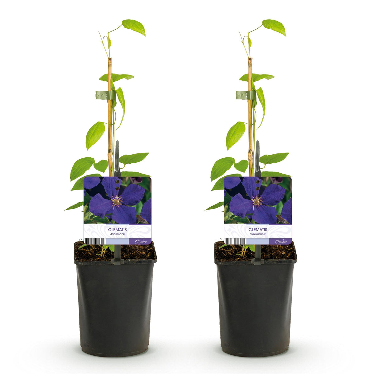 Zwei Everspring Clematis Jackmanii Pflanzen mit blauen Blüten, Topf 11cm, Höhe ca. 40cm, pflegeleicht, Nahaufnahme