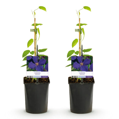 Clematis ‘Jackmanii&