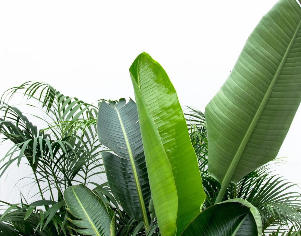 Vorteilspaket XXL: Kentia, Strelitzia &amp; Areca – Große Zimmerpflanzen - Wurzelwerk Design