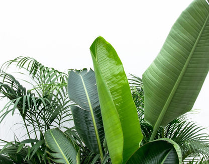 Vorteilspaket XXL: Kentia, Strelitzia &amp; Areca – Große Zimmerpflanzen - Wurzelwerk Design