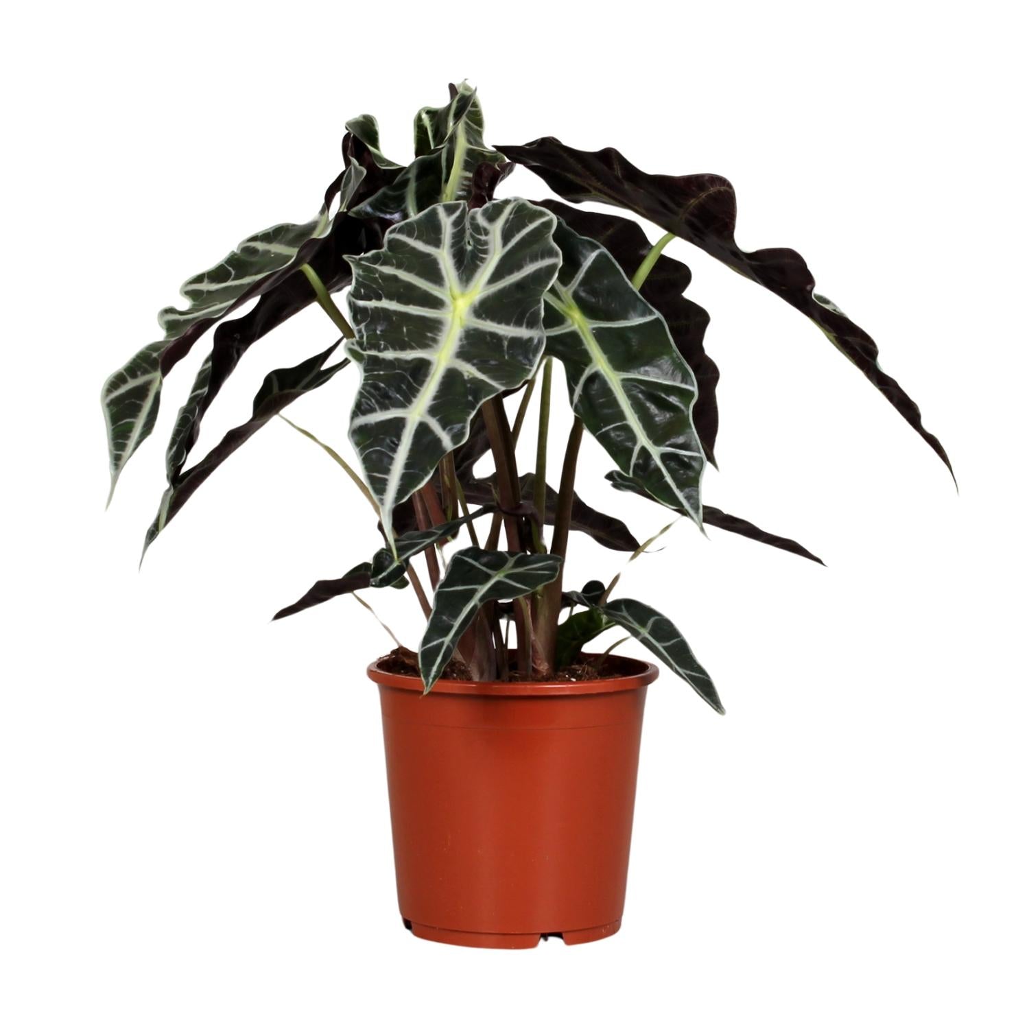 Everspring Alocasia Polly Pflanze mit großen grünen Blättern, Topf Durchmesser 17cm, Höhe ca. 45cm, Zimmerpflanze