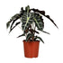 Everspring Alocasia Polly Pflanze mit großen grünen Blättern, Topf Durchmesser 17cm, Höhe ca. 45cm, Zimmerpflanze
