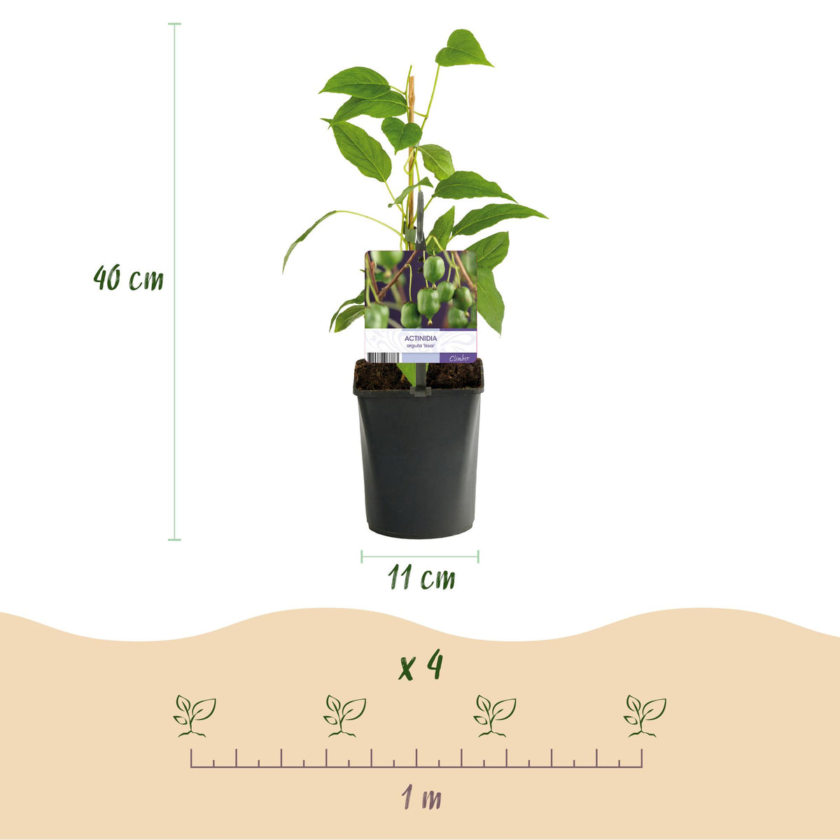 Zwei Everspring Kiwi - Actinidia arguta Issai Pflanzen in Töpfen, grüne Früchte, Höhe 40cm, Topf 11cm, frisch und gesund.