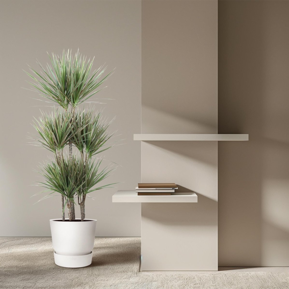 Dracaena Marginata Bicolor – Exotische Zimmerpflanze mit dekorativen Blättern - Wurzelwerk Design