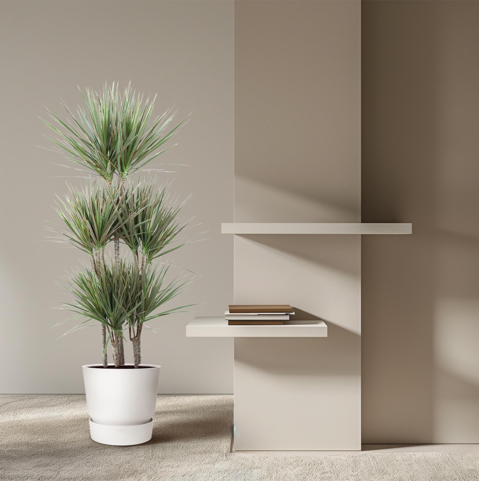 Dracaena Marginata Bicolor – Exotische Zimmerpflanze mit dekorativen Blättern