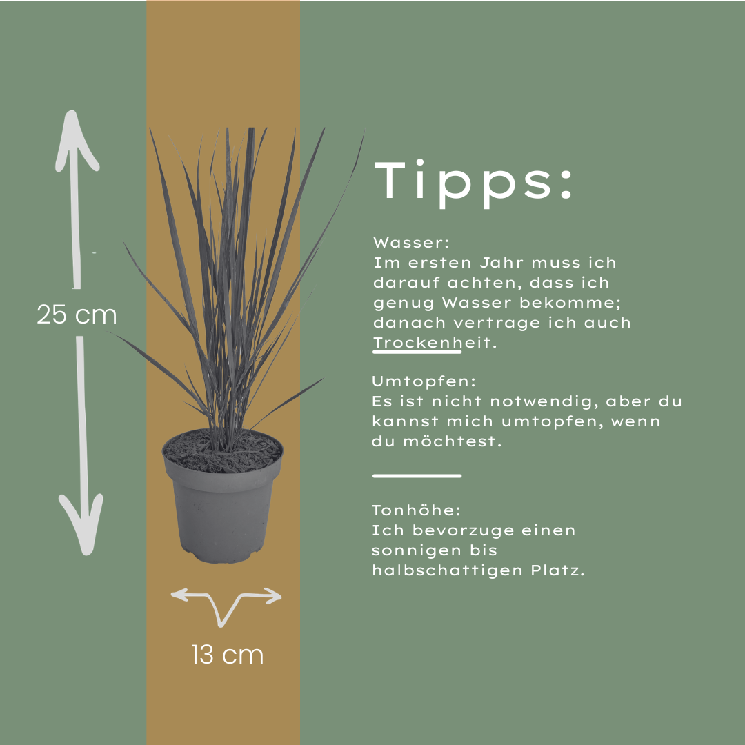 Rutenhirse Northwind kaufen | 3× Panicum virgatum, Ø 12 cm