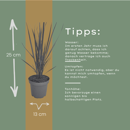 Rutenhirse Northwind kaufen | 3× Panicum virgatum, Ø 12 cm