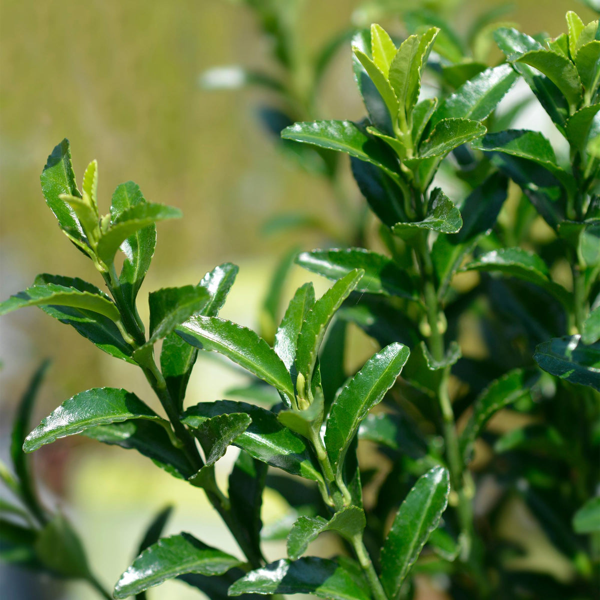 Grüne Heckenpflanzen Euonymus japonica Green Spire, 8 Pflanzen im 9cm Topf, immergrün, 20-25cm hoch, Everspring