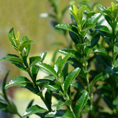 Grüne Heckenpflanzen Euonymus japonica Green Spire, 8 Pflanzen im 9cm Topf, immergrün, 20-25cm hoch, Everspring