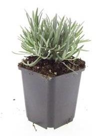 Lavandula intermedia ‘Edelweiss’ – 24 Pflanzen Ø 9 cm – Weißblühender Lavendel mit intensivem Duft - Wurzelwerk Design