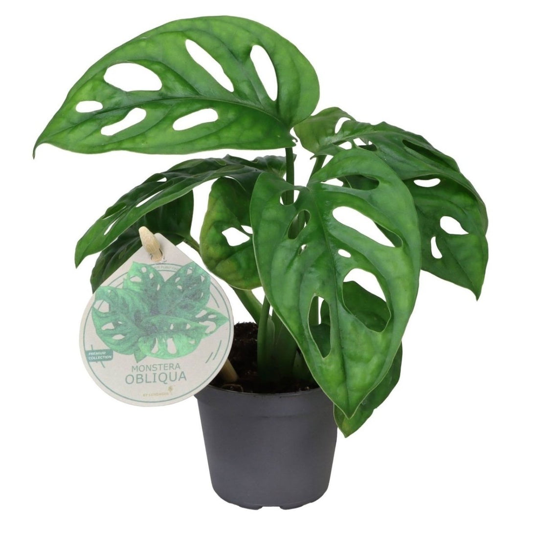 Monstera obliqua kaufen – Babypflanze | grün, Lochblätter, Ø 6 cm, Höhe 12 cm - Wurzelwerk Design
