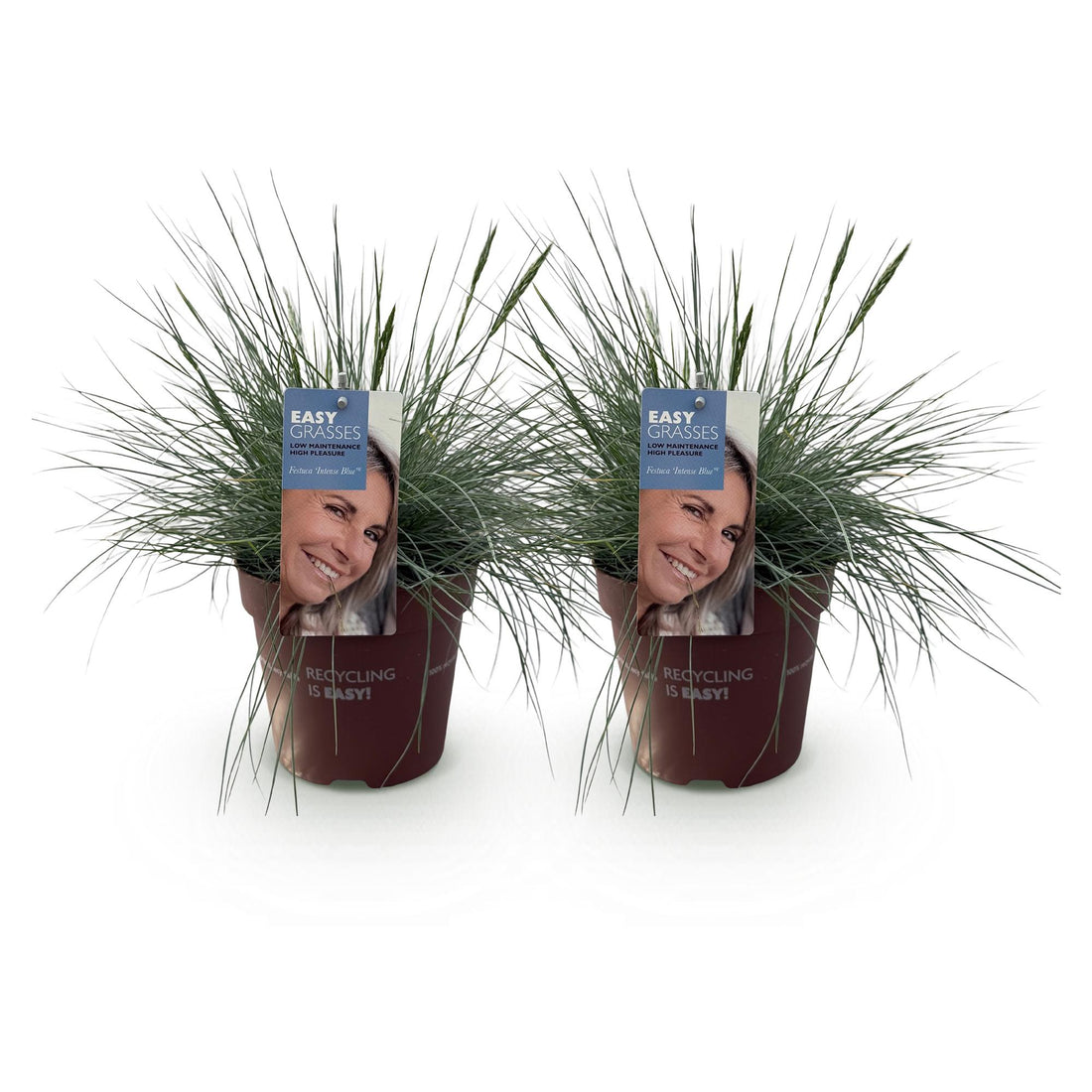 Zwei grüne Festuca glauca Intense Blue Ziergräser im Topf, immergrün, pflegeleicht, Höhe 50cm, Everspring.