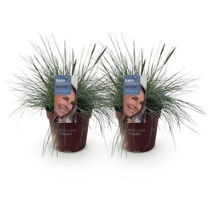 Zwei grüne Festuca glauca Intense Blue Ziergräser im Topf, immergrün, pflegeleicht, Höhe 50cm, Everspring.