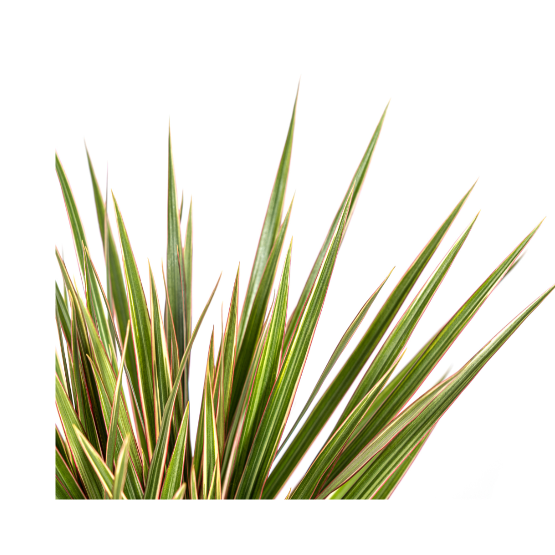 Dracaena Marginata Bicolor – Exotische Zimmerpflanze mit dekorativen Blättern - Wurzelwerk Design