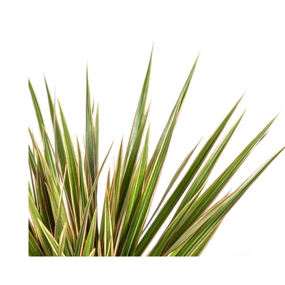 Dracaena Marginata Bicolor – Exotische Zimmerpflanze mit dekorativen Blättern