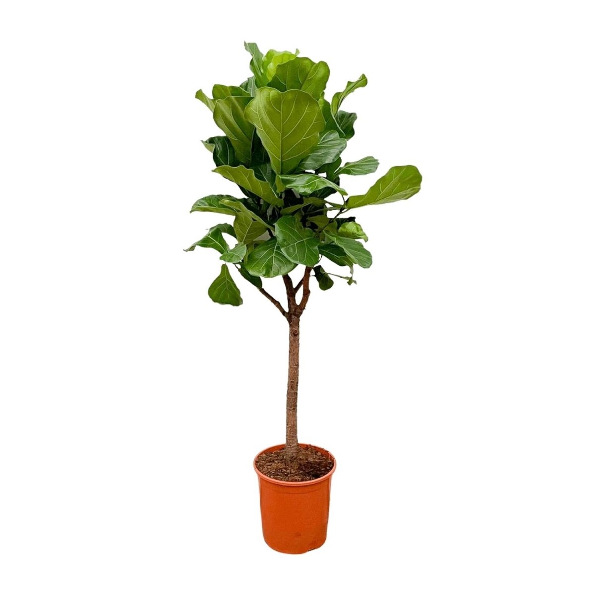 Ficus Lyrata kaufen – Geigenfeige 80–270 cm | auf Stamm - Wurzelwerk Design