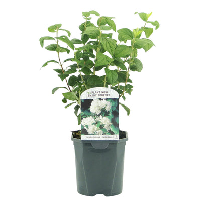 Bauernjasmin - Philadelphus Snowbelle - Blüte Weiß - 1 Pflanze - Laubabwerfend - Wenig Pflege - Topf 17cm Höhe 45cm