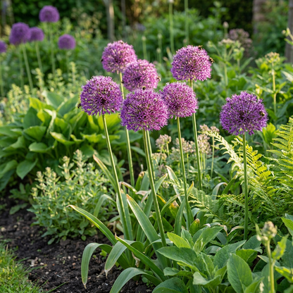 Zierlauch Purple Sensation – Allium aflatunense online kaufen | 30 bis 120 Blumenzwiebeln, violett &amp; bienenfreundlich – Wurzelwerk Design